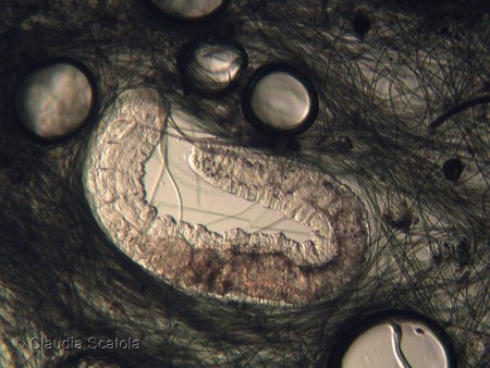 Oligochete tra cianobatteri